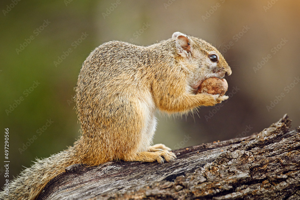Squirreling away his nuts. Shot of a squirrel eating a nut out in the african bush. Squirreling away his nuts. Shot of a squirrel eating a nut out in the african bush.