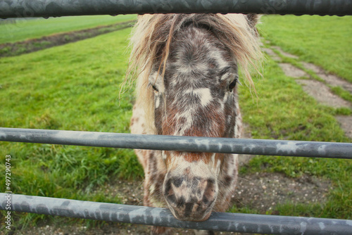 Cute spotted pony standing near the fence