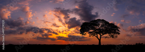 Panorama silhouette tree in africa with sunset.Tree silhouetted against a setting sun.Dark tree on open field dramatic sunrise.Typical african sunset with acacia trees in Masai Mara, Kenya © noon@photo