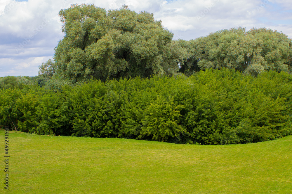 landscape with trees