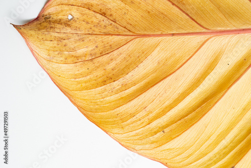 Close up of the Philodendron Gloriosum leaf red vein while turning into yellow with isolated white background.