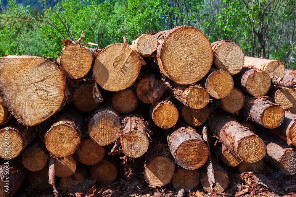 Wooden Logs with Green Forest in the Background Wooden Logs with Green Forest in the Background