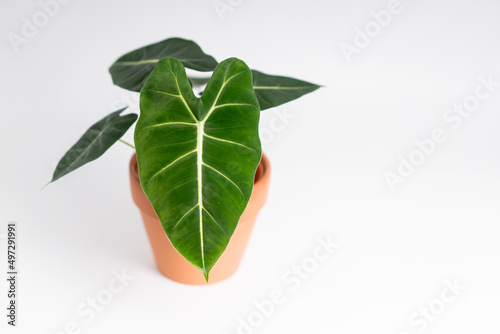 Alocasia Micholitziana Frydek plant in terracotta pot with isolated white background. Alocasia Green Velvet photo