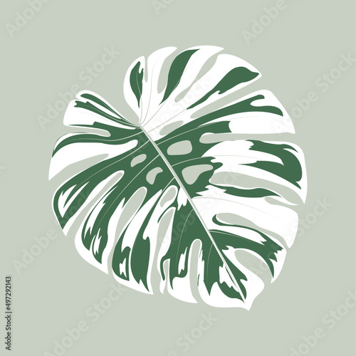 Vector Illustration of Monstera leaf  two colors white and green. spotted monstera leaves.