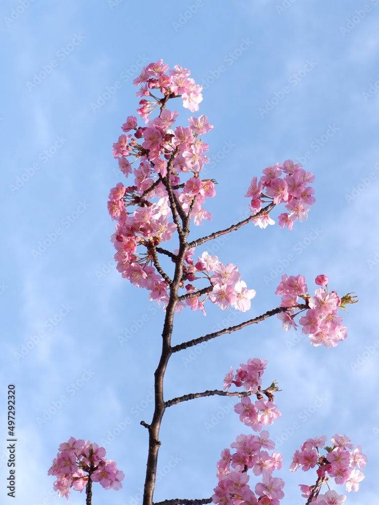 Cherry Blossom Flower with branch and sky