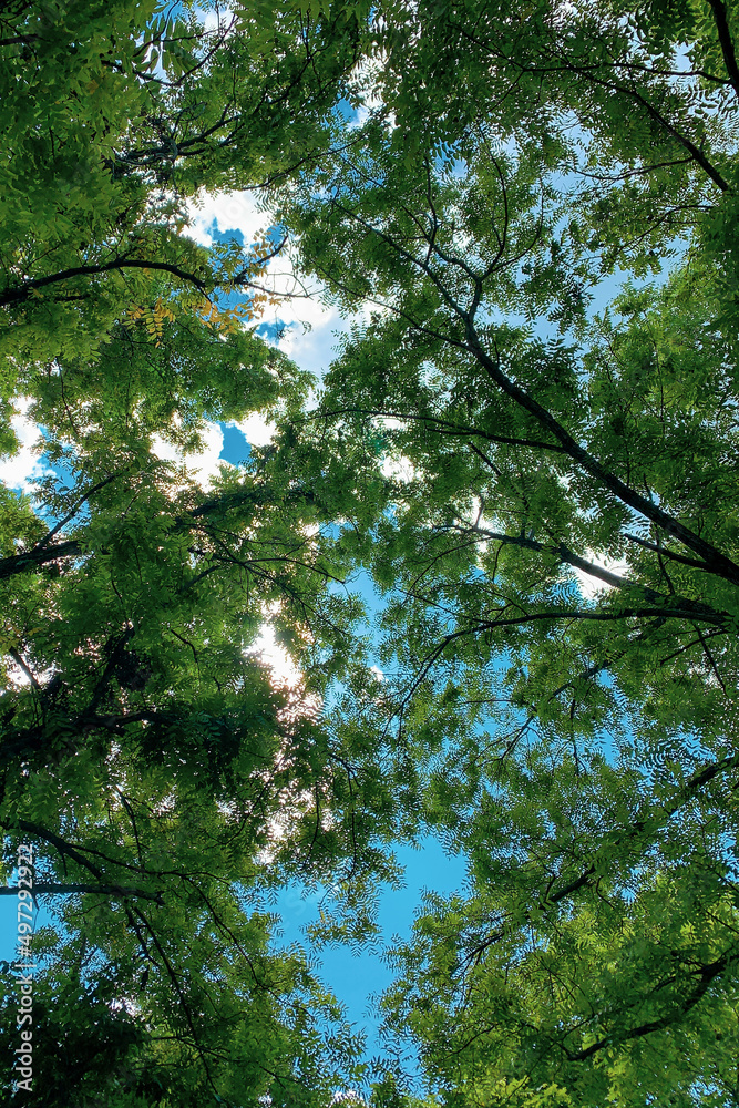 Fototapeta premium Overhead tree canopy with blue sky and clouds
