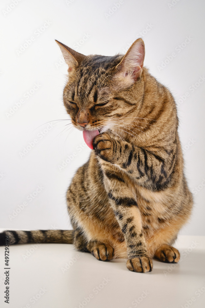 Close up portrait of a cat. Muzzle of a cute tabby cat licking paw in a light background. Selective focus. 