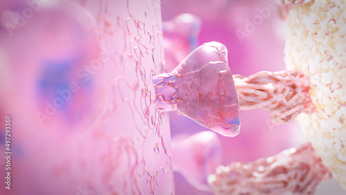 фотографія Virus attached to cell receptor and injecting RNA, coronavirus infection concept