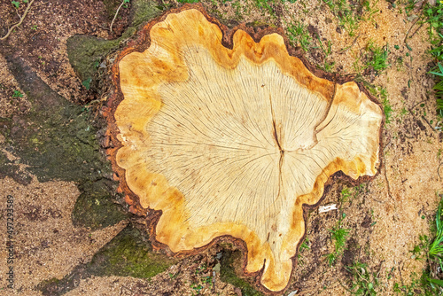 The age rings on the stump of a recently sawn Oak tree 