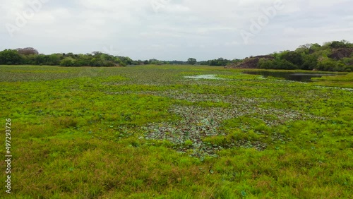 Aerial drone of Wetlands, a swamp with sweats and aquatic vegetation in the national park. Sri Lanka. photo