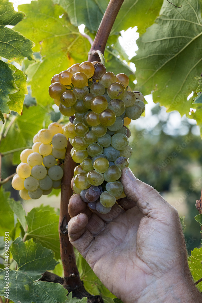 Female hands harvesting white wine grapes
