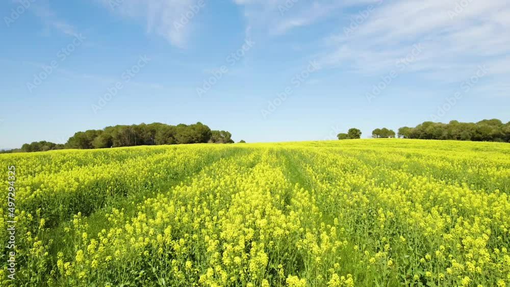 Rapeseed oil plantation field filmed with drone Rapeseed oil plantation field filmed with drone