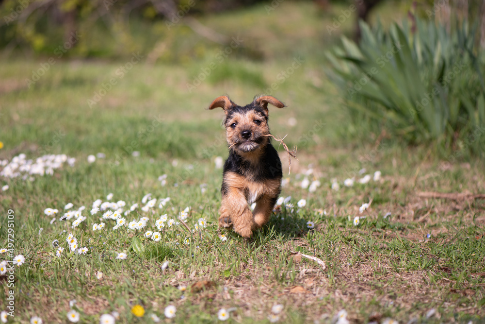Tiny puppy running in a garden in the afternoon sunlight Tiny puppy running in a garden in the afternoon sunlight
