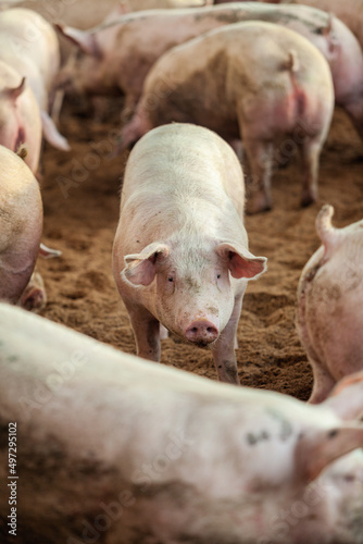 Schweine in Stall  © Chroma