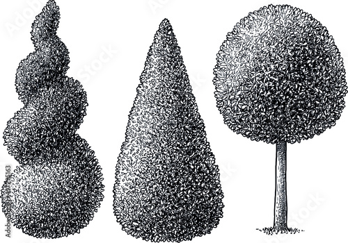 Hedges illustration, drawing, engraving, ink, line art, vector