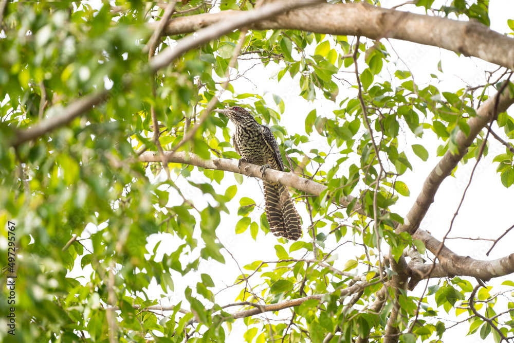 Asian Koel Asian Koel