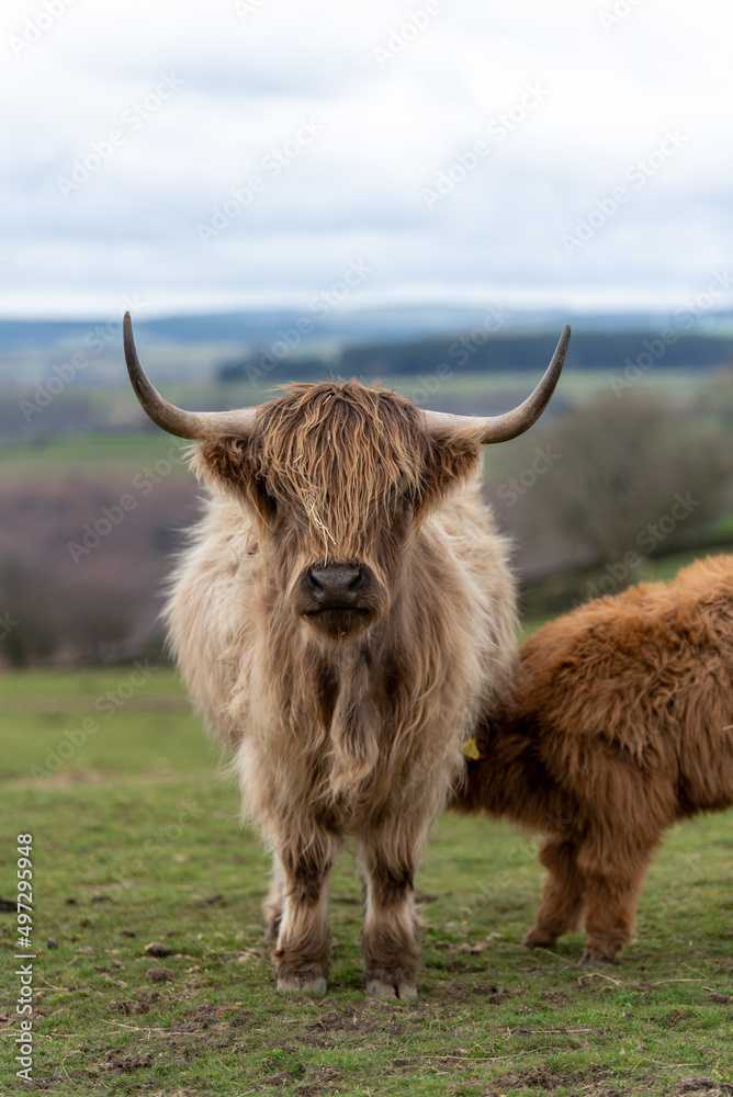 Scottish Highland Cows grazing in the South Wales Countryside Scottish Highland Cows grazing in the South Wales Countryside