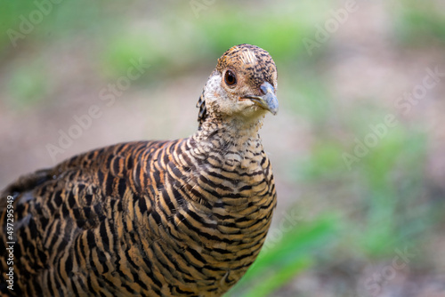 Lady Amherst 's Pheasant