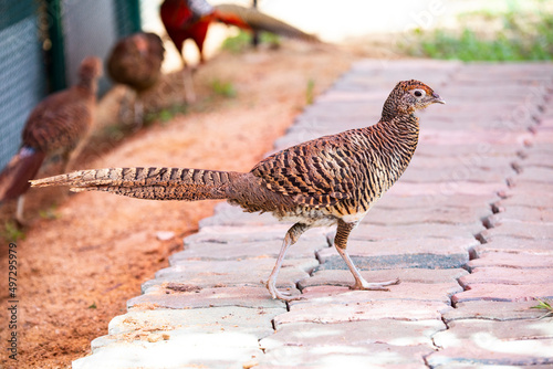 Lady Amherst 's Pheasant photo