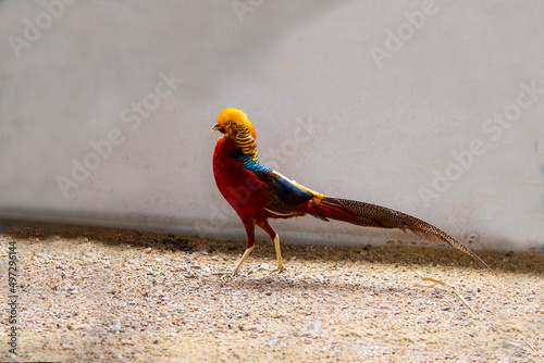 Lady Amherst 's Pheasant photo