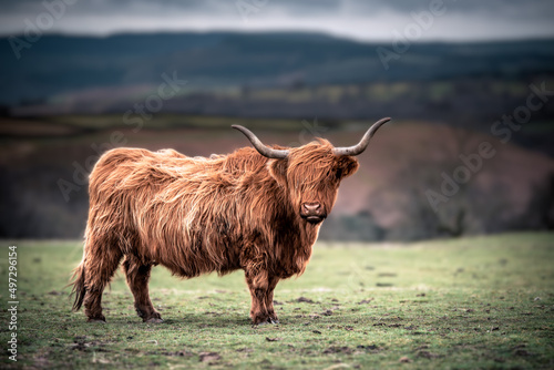 Scottish Highland Cows grazing in the South Wales Countryside