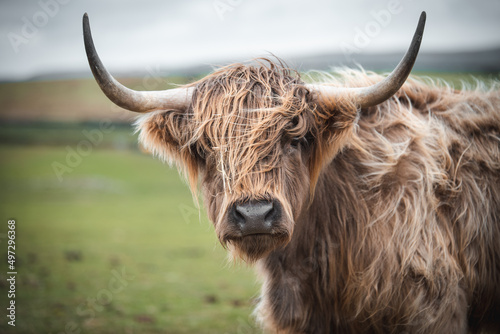 Scottish Highland Cows grazing in the South Wales Countryside © Stephen Davies