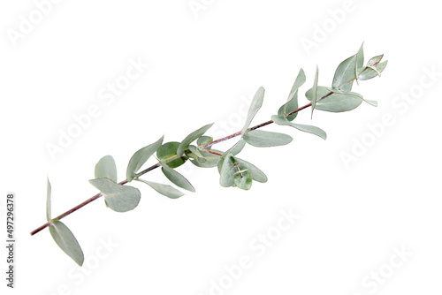 Eucalyptus foliage  branch with green leaves  floral decoration isolated on white