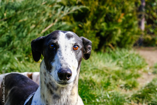 Greyhound dog portrait on the background of nature on a summer day. dog looking at the camera.