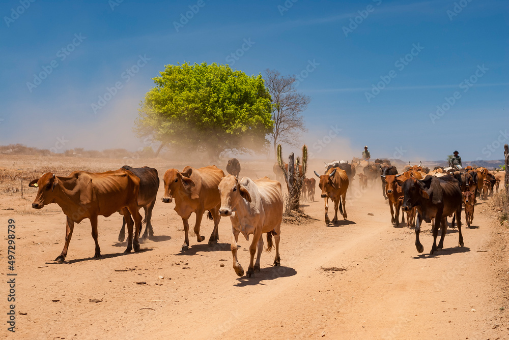 Fototapeta premium Livestock. Cattle being driven by dirt road in the semi-arid region of northeastern Brazil. Boa Ventura, Paraiba, Brazil on November 20, 2007.