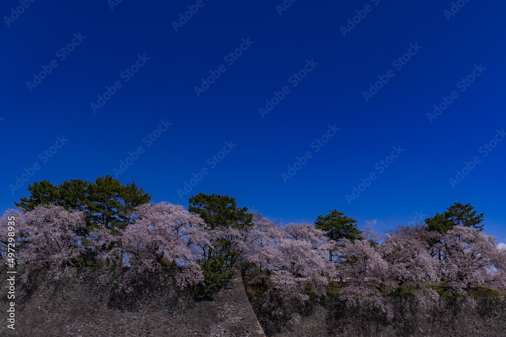 lavender field in region