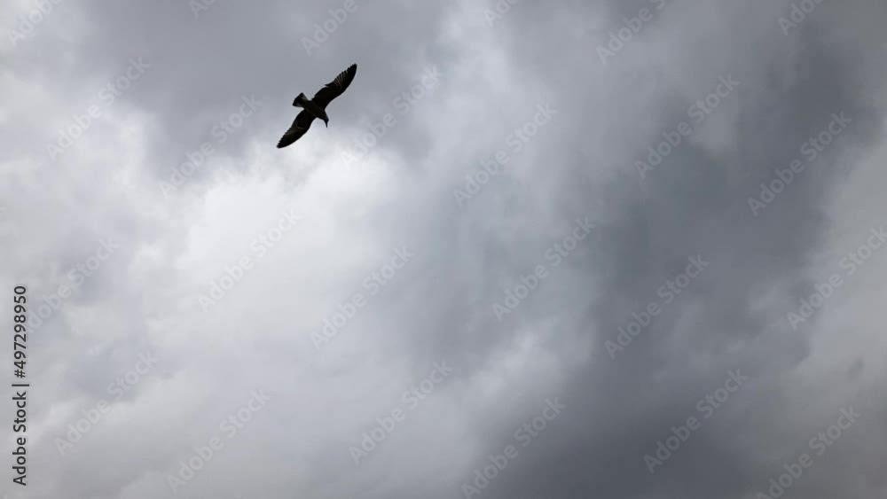 Seagull birds flying in the cloudy air, camera is recording from bottom and there is wind Seagull birds flying in the cloudy air, camera is recording from bottom and there is wind