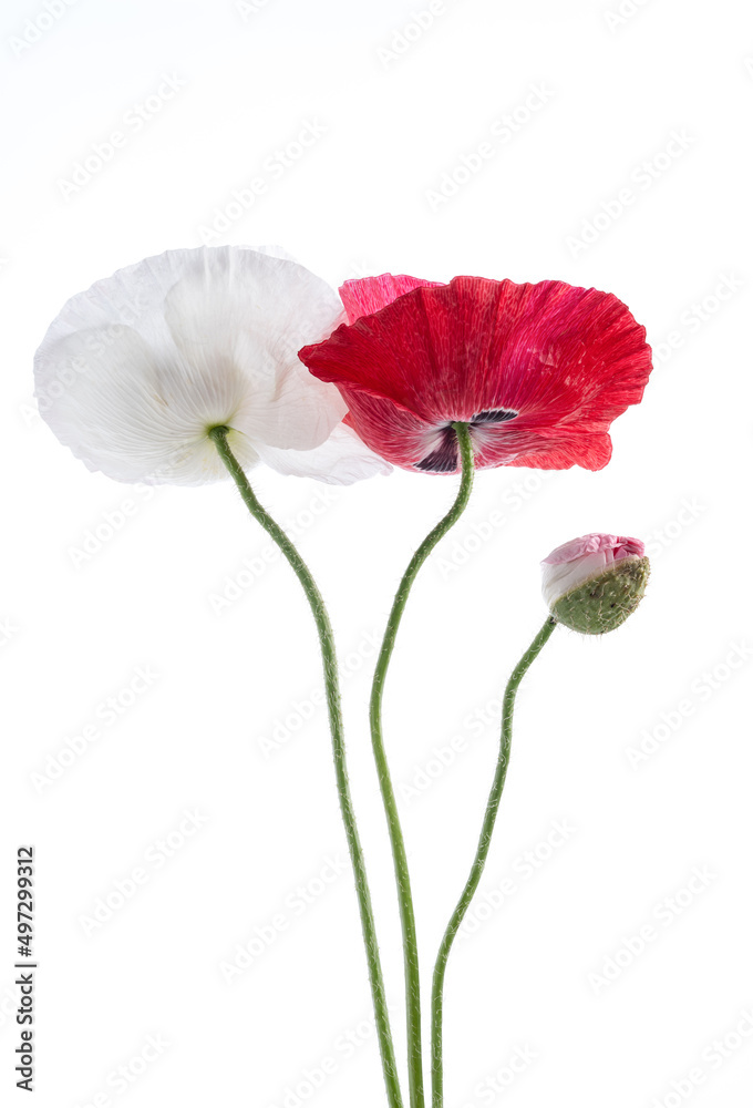 red poppies, white poppies and poppy buds on solid white background