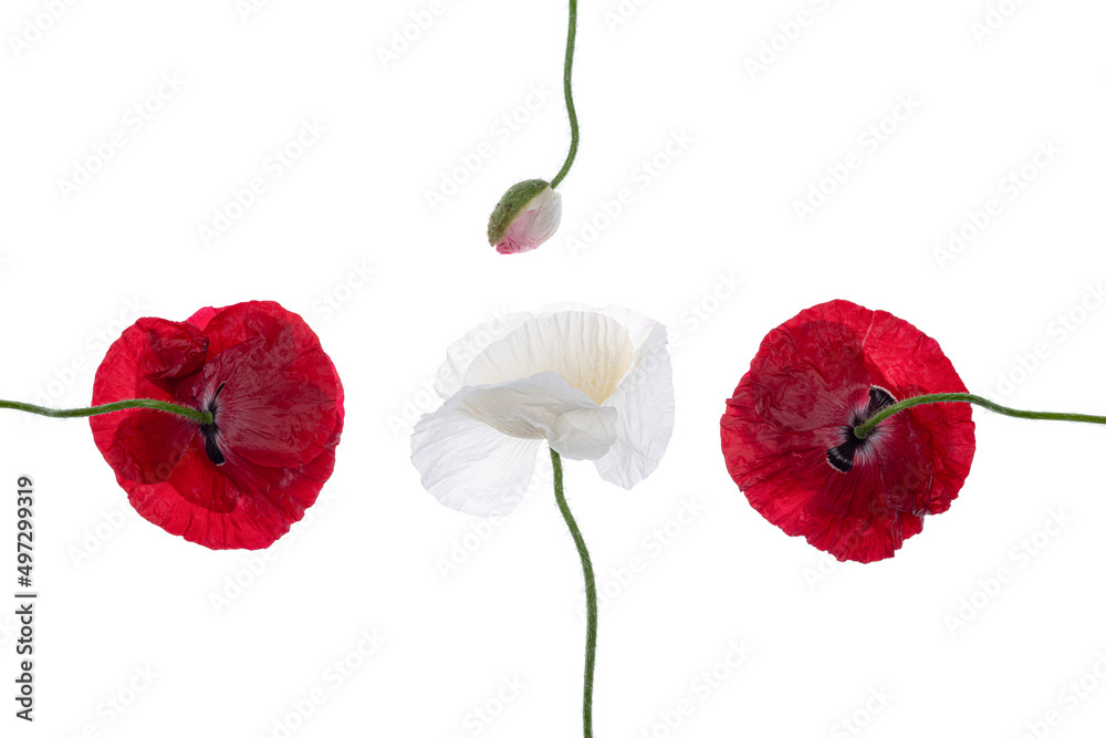 red poppies, white poppies and poppy buds on solid white background red poppies, white poppies and poppy buds on solid white background