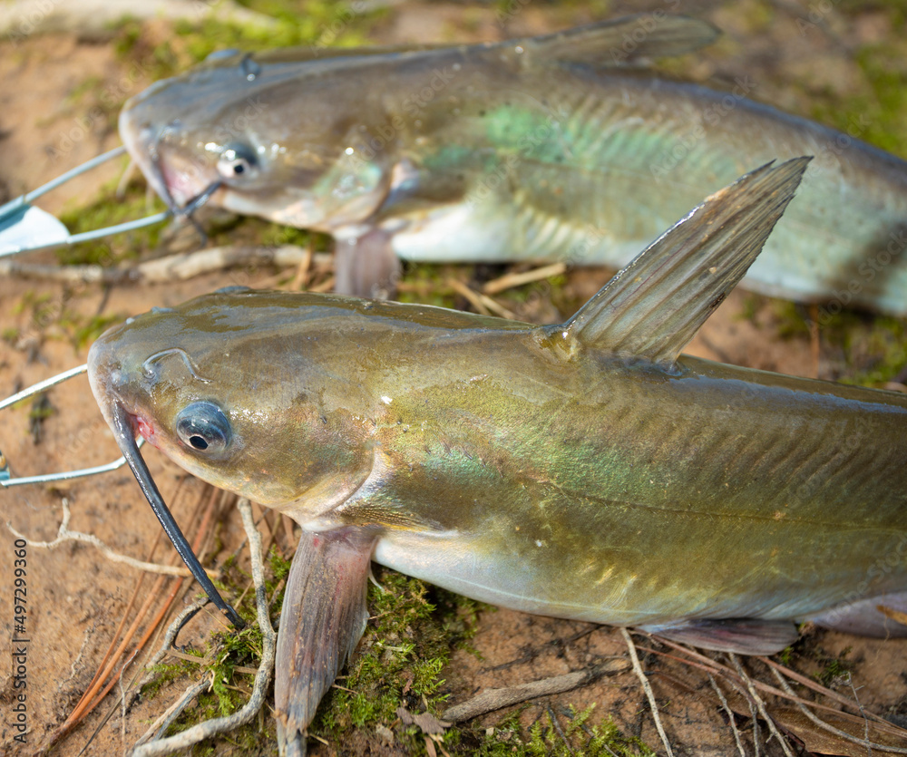 Colorful catfish caught fishing Colorful catfish caught fishing