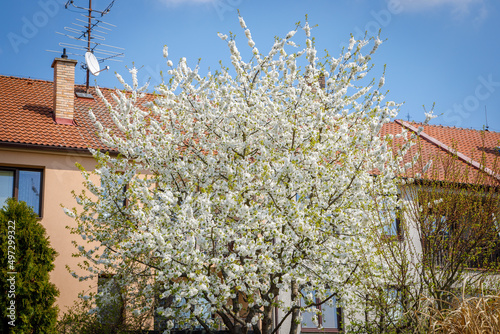Large blooming bird cherry in the spring against the backdrop of a building in the garden photo