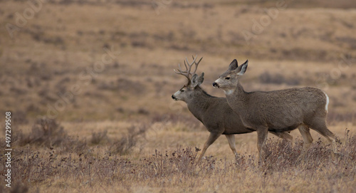 Doe and buck mule deer during mating seasion
