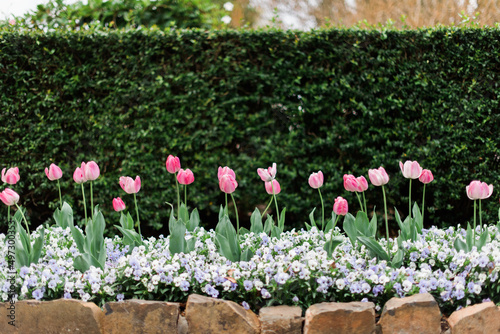 Green hedge behind garden of pink tulips photo