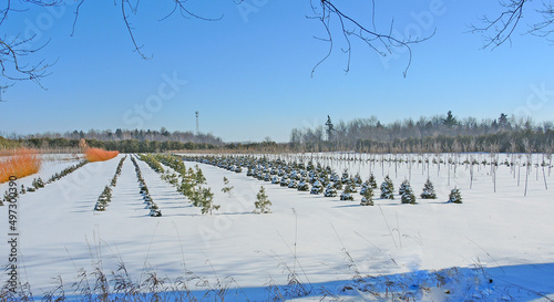 Tree farm in late winter in Canada