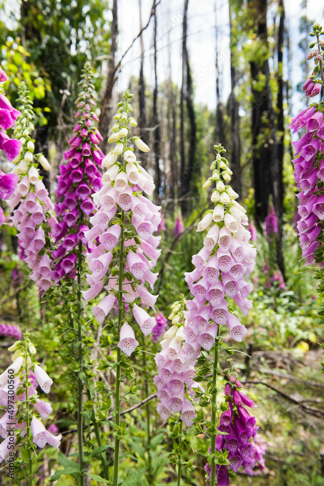 Pink and purple foxgloves growing in the bush Pink and purple foxgloves growing in the bush