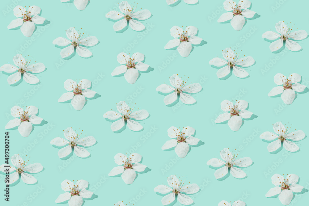 Creative sunlit layout of white plum flowers on pastel turquoise green background. Minimal nature pattern. Spring concept.
