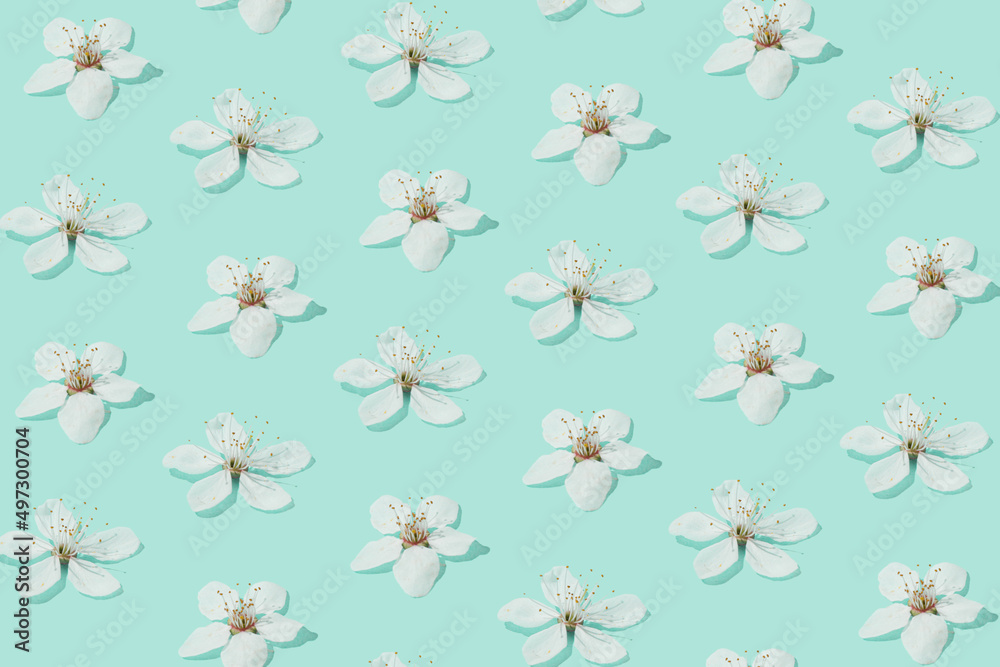 Creative sunlit layout of white plum flowers on pastel turquoise green background. Minimal nature pattern. Spring concept. Creative sunlit layout of white plum flowers on pastel turquoise green background. Minimal nature pattern. Spring concept.