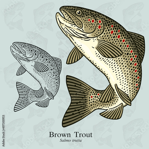 Brown Trout. Vector illustration with refined details and optimized stroke that allows the image to be used in small sizes (in packaging design, decoration, educational graphics, etc.)