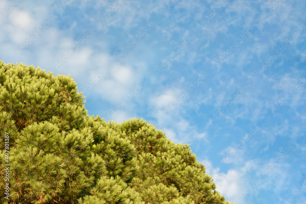 The background of clouds sky a and tops of green fir-teree in summer. Template for ads about tourism, summer holidays. The background of clouds sky a and tops of green fir-teree in summer. Template for ads about tourism, summer holidays.