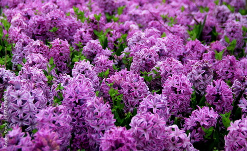 Bright purple hyacinths in full bloom in early spring in Gülhane Park in Istanbul, Turkey