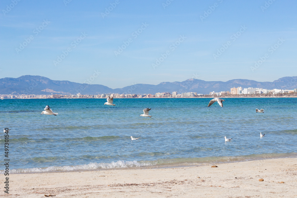 Seagulls, sea and beach at the coast of Arenal, Majorca, Spain