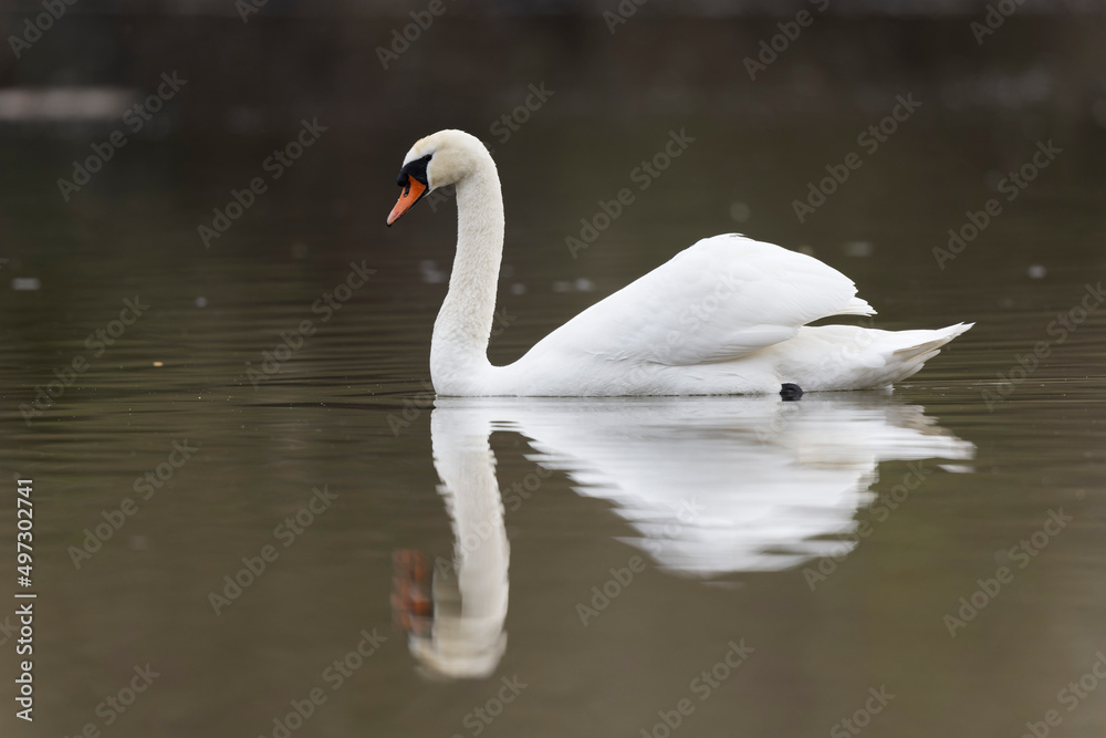 Mute Swan Cygnus olor swimming on a pond Mute Swan Cygnus olor swimming on a pond