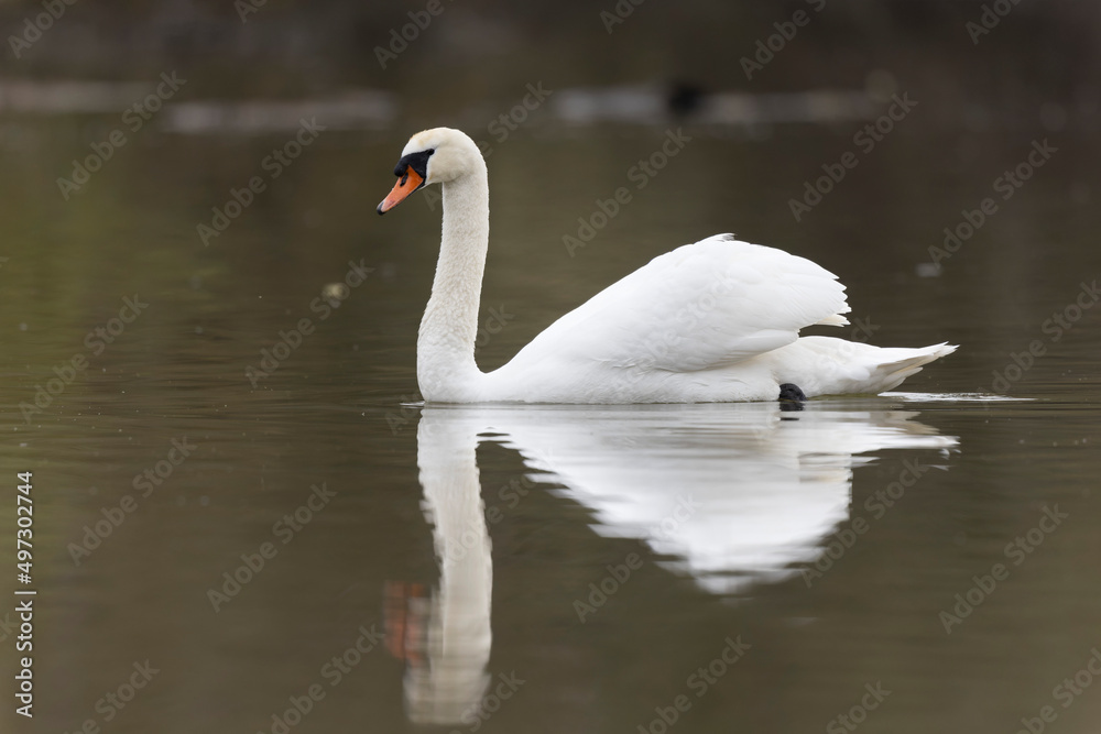 Naklejka premium Mute Swan Cygnus olor swimming on a pond