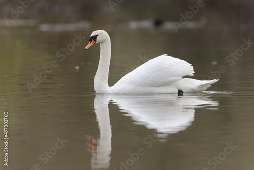 Mute Swan Cygnus olor swimming on a pond