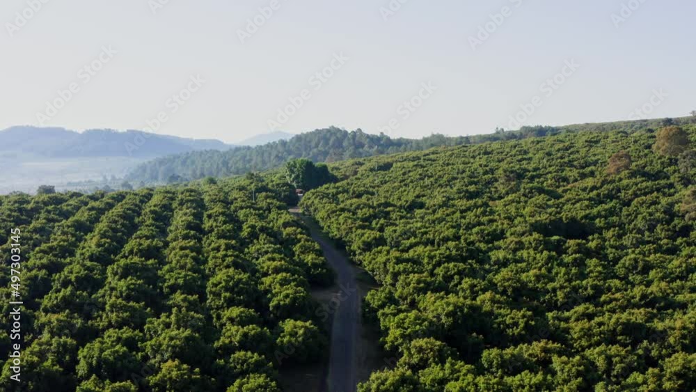 DRONE: FLY OVER AVOCADO FARMS IN MICHOACAN
