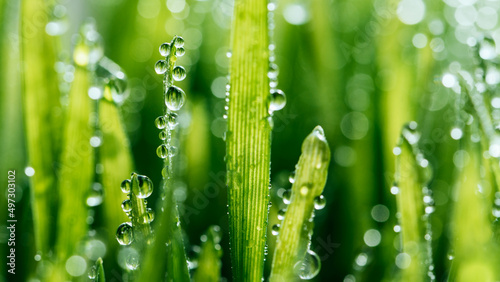 macro wet spring green grass background with dew. natural beautiful water drop on leaf in sunlight, image of purity and freshness of nature, copy space. ecology, fresh wallpaper concept.